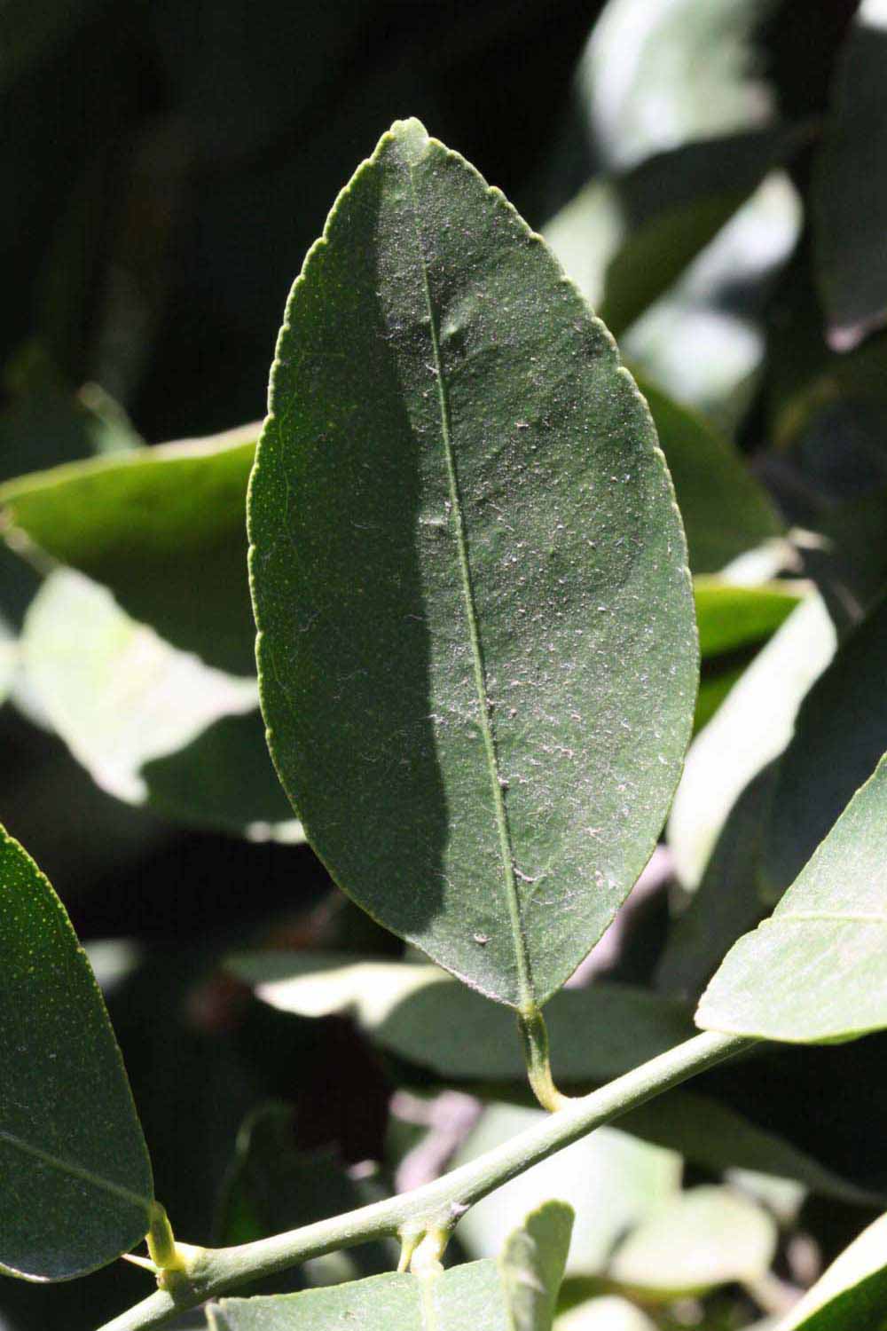              Unifoliolate leaf (Riverside, CA)       